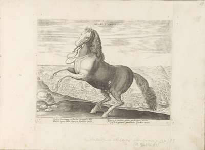 Paard uit Napels nápolyi (cím a tárgyon) Paardenrassen uit de Koninklijke stallen van Don Juan van Oostenrijk (sorozat címe) A ló, amelyben mindenféle nemes: a világ legkülönbözőbb pontjairól megkülönböztetett lovak viselkedése válogatott (...) (sorozat cí alkotó: Anonymous