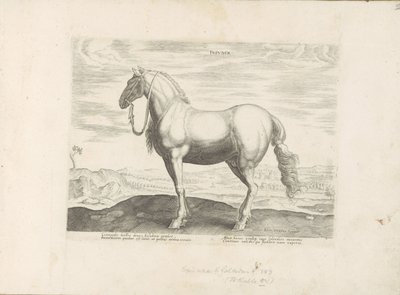 Paard uit Noord-Italië Insuber (cím az objektumon) Paardenrassen uit de Koninklijke stallen van Don Juan van Oostenrijk (sorozat címe) A ló, amelyben mindenféle nemes: a világ legkülönbözőbb pontjairól megkülönböztetett lovak viselkedése válogatott (...) ( alkotó: Anonymous