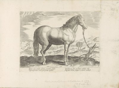 Paard uit Turkije török ​​(cím a tárgyon) Paardenrassen uit de Koninklijke stallen van Don Juan van Oostenrijk (sorozat címe) A ló, amelyben mindenféle nemes: a világ legkülönbözőbb pontjairól megkülönböztetett lovak viselkedése válogatott (...) (sorozat c alkotó: Anonymous