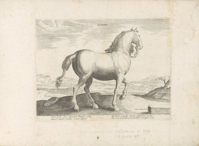 Paard uit Vlaanderen Flandria (cím a tárgyon) Paardenrassen uit de Koninklijke stallen van Don Juan van Oostenrijk (sorozat címe) A ló, amelyben mindenféle nemes: a világ legkülönbözőbb pontjairól megkülönböztetett lovak viselkedése válogatott (...) (soroz alkotó: Anonymous