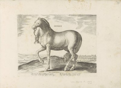 Paard van Sicilie Siculus (cím a tárgyon) Paardenrassen uit de Koninklijke stallen van Don Juan van Oostenrijk (sorozat címe) A ló, amelyben mindenféle nemes: a világ legkülönbözőbb pontjairól megkülönböztetett lovak viselkedése válogatott (...) (sorozat c alkotó: Anonymous