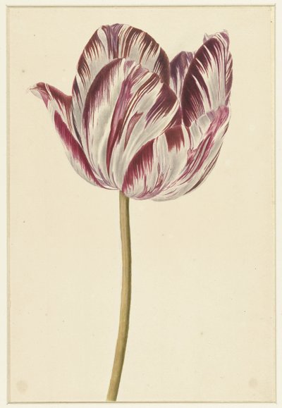 Piros-fehér tulipán alkotó: Anonymous