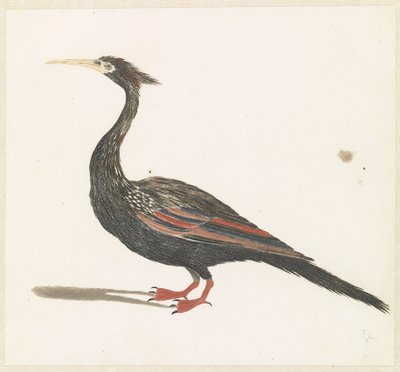 Slangenhalsvogel alkotó: Anonymous