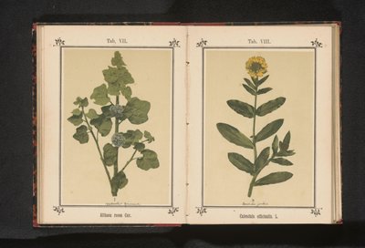 Hollyhock ága Althaea rosea Cav. (cím a tételen) alkotó: Anonymous