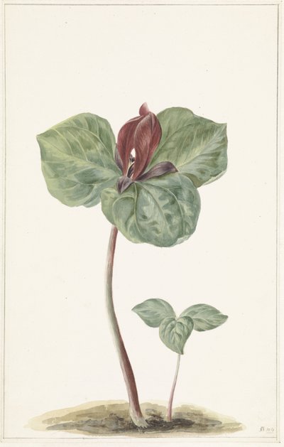 Trillium alkotó: Anonymous