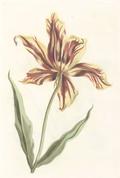 Tulipán alkotó: Anonymous