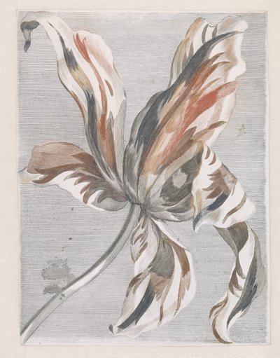 Tulipán alkotó: Anonymous