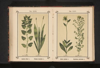 Árnika és orbáncfű Arnica montana L. Hypericum perforatum L. (cím a tárgyon) alkotó: Anonymous