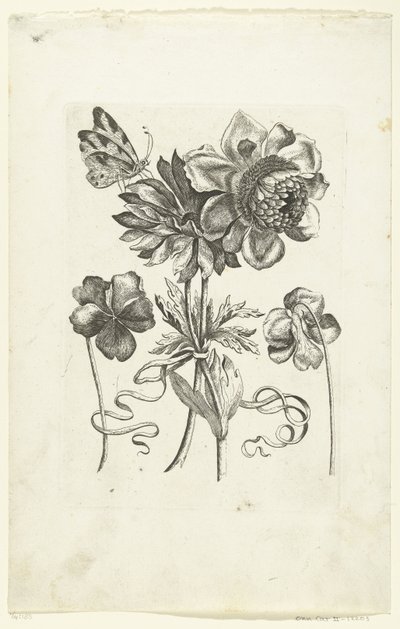 Négy virág, köztük két árvácska Novae Florum Icones (sorozat címe) alkotó: Anonymous