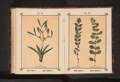 Víz menta és citromfű Mentha aquatica L. Melissa officinalis L. (cím a tárgyon) alkotó: Anonymous