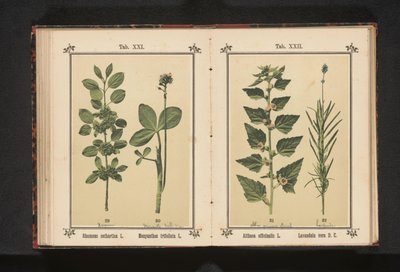 Wedgedoorn és vízszáraz levelek Rhamnus cathartica L. Menyanthes trifoliata L. (cím a tárgyon) alkotó: Anonymous