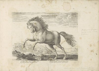 Vad ló Equus Liber et Incopositus (cím a tárgyon) A ló, amelyben mindenféle nemes: a világ legkülönbözőbb pontjairól megkülönböztetett lovak viselkedése válogatott (...) (sorozat címe tárgyon) alkotó: Anonymous