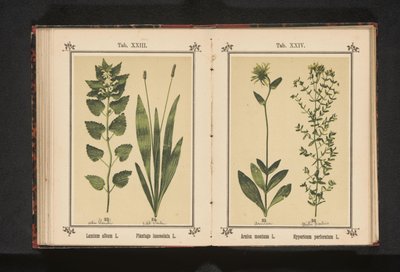Fehér döglött csalán és keskeny útifű Lamium album L. Plantago lanceolata L. (cím a tárgyon) alkotó: Anonymous