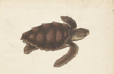 Zeeschildpad Tortugas – Eretmochelys imbricata / Hawksbill Turtle / karetschildpad (cím a tárgyon) Lombard album (sorozat címe) alkotó: Anonymous
