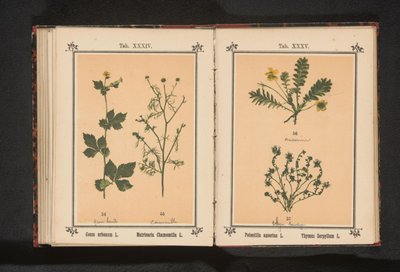 Ezüst tiszta és kis kakukkfű Potentilla anserina L. Thymus Serpyllum L. (cím a tárgyon) alkotó: Anonymous