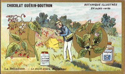 Belladonna: az édes keserű, gyógyszer. Metszet (chromo). Reklám kromolitográfiája Guerin-Boutron csokoládékhoz, 19. század vége. Illustree Botanikai sorozat. alkotó: Anonymous Anonymous