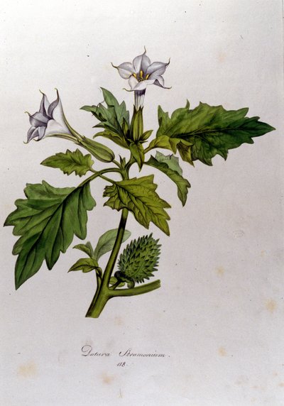 Botanikai tábla: Datura Stramonium (Datura stramoine vagy stramoine officinale). Franz von Paula Schrank (1747-1835) német természettudós, Monaco 1816-os metszete a „Flora Monacensis”-be. alkotó: Anonymous Anonymous