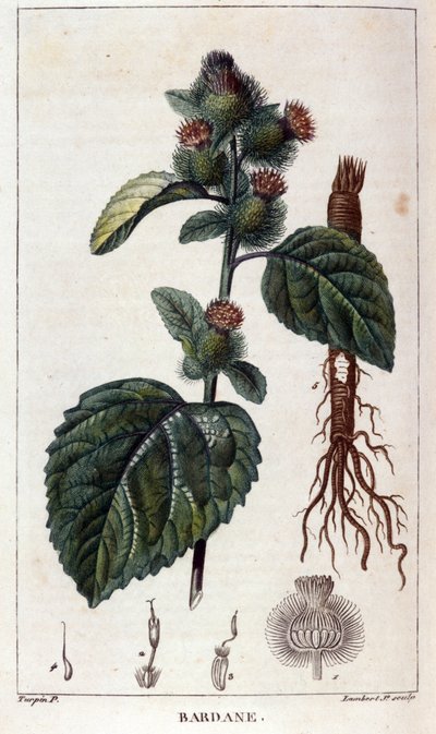 Botanikai tábla: bojtorján (arctium). 19. századi színes metszet. alkotó: Anonymous Anonymous