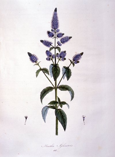 Botanikai tábla: vadmenta (mentha sylvestris). 19. századi metszet. alkotó: Anonymous Anonymous