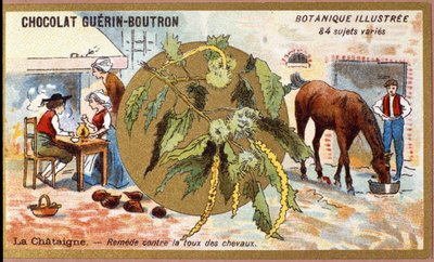 La Chestaigne: orvosolja a lovak köhögését. Metszet (chromo). Reklám kromolitográfiája Guerin-Boutron csokoládékhoz, 19. század vége. Illustree Botanikai sorozat. alkotó: Anonymous Anonymous