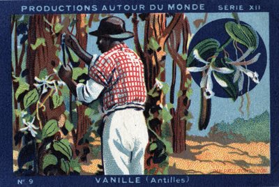 Produkciók szerte a világon: Vanília Nyugat-Indiában. 1933-as kromolitográfiája a „Joseph-Milliat Albumban” alkotó: Anonymous Anonymous