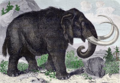 Egy mamut ábrázolása. Adams, a Szentpétervári Akadémia tagjának felfedezései nyomán készült újra. Metszet 1867-ből. . alkotó: Anonymous Anonymous