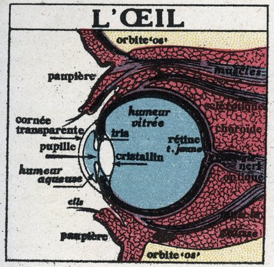 A szem: az emberi szem keresztmetszete. Névtelen illusztráció 1925-ből. Magángyűjtemény. alkotó: Anonymous Anonymous