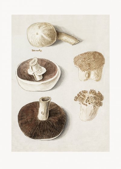 Közönséges réti gomba (Agaricus campestris), álló példány alkotó: Anselmus Boëtius de Boodt