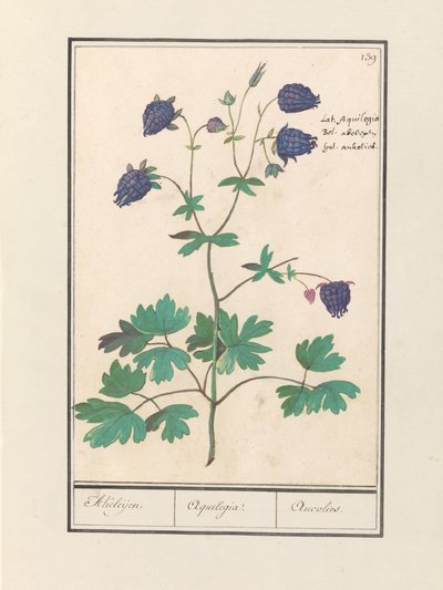 Akelei (Aquilegia) Akeleijen. / Aquilegia. / Aucoled (cím a tárgyon) alkotó: Anselmus Boëtius de Boodt