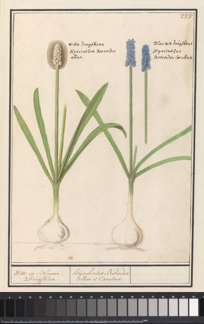 Szőlő jácintok (Muscari botryoides) Fehér és kék Druijfkens. / Dhijachintus Botroides. albus et coeruleus (cím a tárgyon) alkotó: Anselmus Boëtius de Boodt