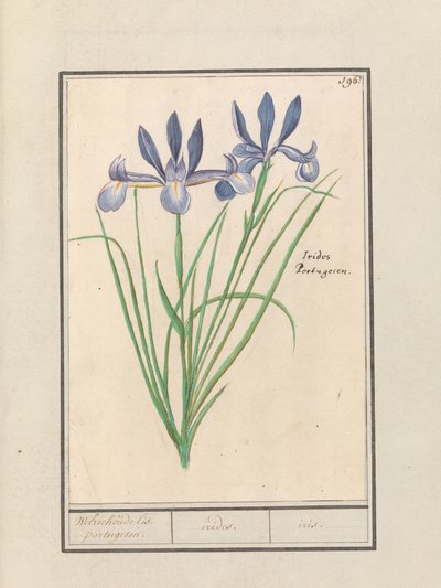 Kék írisz (Iris sibirica) Édes illatú orris. portugál. / szivárványhártya. / írisz. (cím a tárgyon) alkotó: Anselmus Boëtius de Boodt