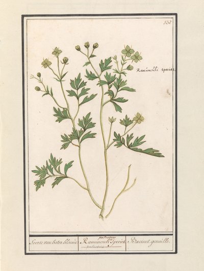 Boglárka (Ranunculus) Boglárka / Ranunculi palustris Faj. / Bacinet genoille. (cím a tételen) alkotó: Anselmus Boëtius de Boodt