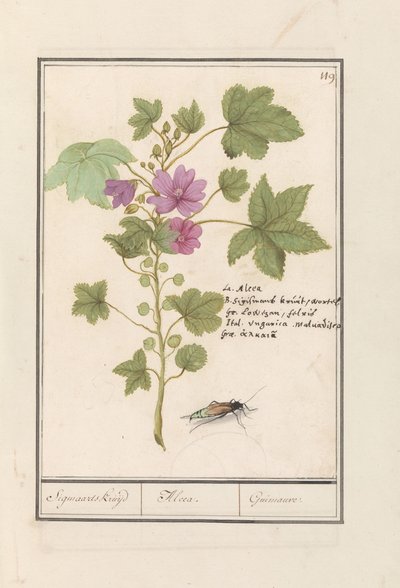Nagy mályva (Malva sylvestris) Sigmaard gyógynövény / Alcea. / Guimauvre. (cím a tárgyon) alkotó: Anselmus Boëtius de Boodt