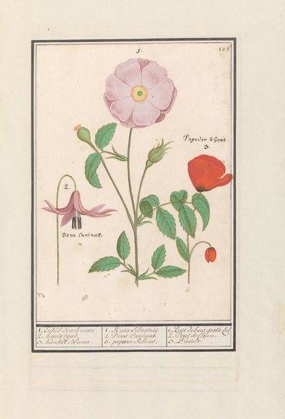 Kutyafog (Erythronium), vadrózsa (Rosa) és mák (Poppy) 1. Csak Bosch rózsa. 2. kutyaállvány. 3. Kankel Bloeme. / 1. Rosa Silvestris. 2. Dens Canisus 3. Poppy Rheas. / 1. Rose de bois gratte cul 2. Dent de Chien. 3. Pavot. (cím a tárgyon) alkotó: Anselmus Boëtius de Boodt