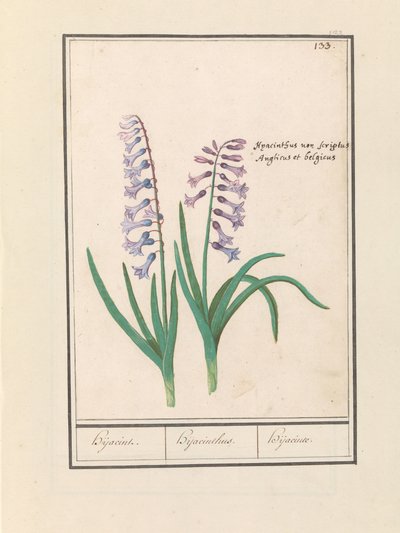 Jácint (Hyacinthus orientalis) Hijacin / Jácint / Hijacinte (cím a tárgyon) alkotó: Anselmus Boëtius de Boodt