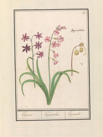 Jácint (Hyacinthus orientalis) Hijacin / Jácint / Jácint (cím a tárgyon) alkotó: Anselmus Boëtius de Boodt