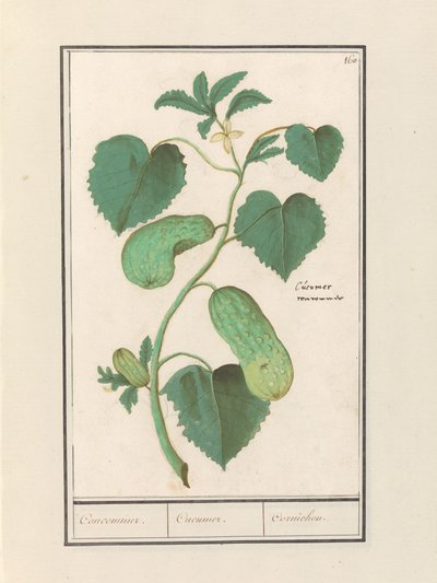 Komkommer (Uborka sativa) Kompromisszum / Uborka / Cornichon. (cím a tárgyon) alkotó: Anselmus Boëtius de Boodt