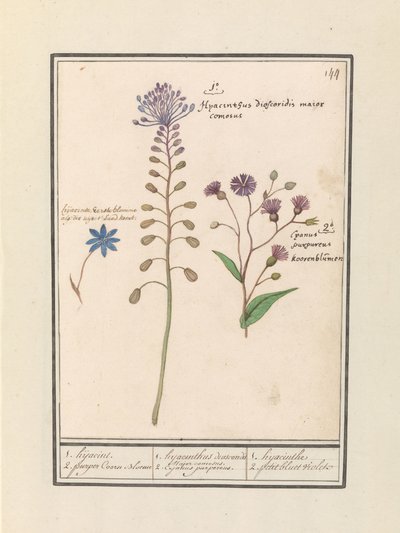Kuifhyacint (Muscari comosum) en korenbloem (Centaurie) 1. eltérítés 2. lila Coorn Bloeme / 1. jácint dioscorides. Egy jóképű polgármester. 2. Cajanus lila. / 1. jácint 2. petit bluet violet (cím a tárgyon) alkotó: Anselmus Boëtius de Boodt