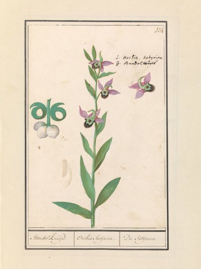Nevető darázsorchidea (Ophrys bombyliflora) és kökörcsin (Anemone) | Nevető darázsorchidea (Ophrys bombyliflora) Nevető darázsorchidea (Ophrys bombyliflora) alkotó: Anselmus Boëtius de Boodt