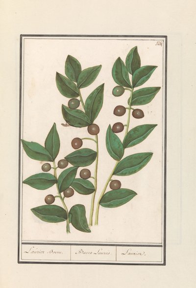 Olíva (Olea europaea) Babérfa. / Bacca Laurus. / Laurel (cím a tárgyon) alkotó: Anselmus Boëtius de Boodt