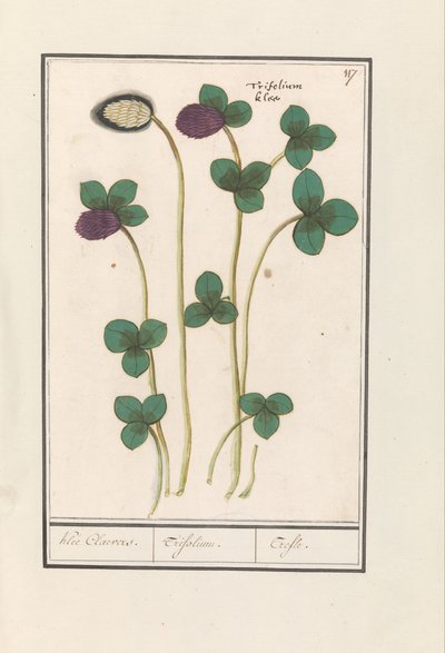 Vörös lóhere (Trifolium pratense) Klee Claevers. / Trifolium. / Trefle (cím az objektumon) alkotó: Anselmus Boëtius de Boodt