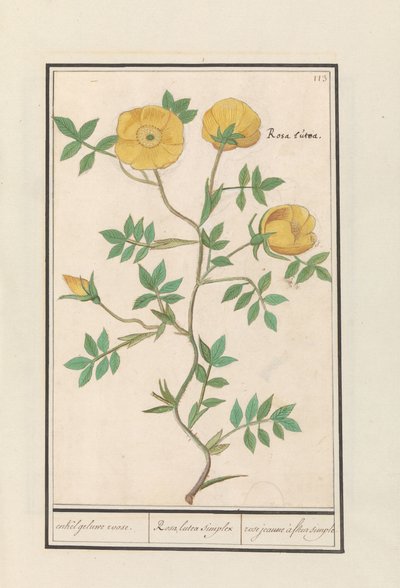 Rózsa (Rosa) egyetlen sárga rózsa. / Rosa lutea simplex / rose jeaune à fleur simple (cím a tárgyon) alkotó: Anselmus Boëtius de Boodt