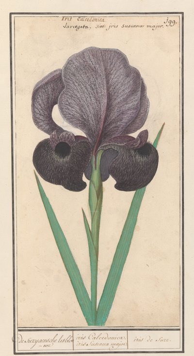 Rouw írisz (Iris susiana) from suzyaensche lisbloeme / iris Calcedonica. írisz Susiana major. / suze írisz. (cím a tárgyon) alkotó: Anselmus Boëtius de Boodt