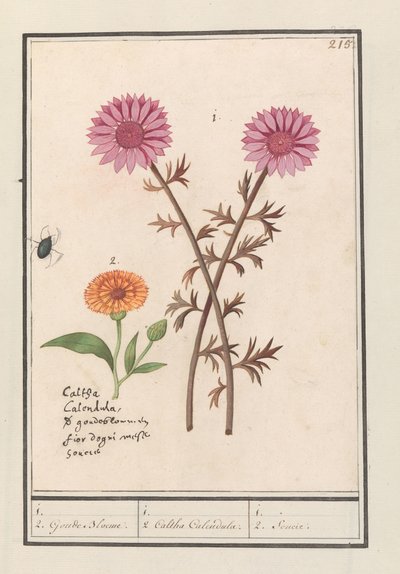 Rózsaszín virág (ismeretlen) és körömvirág (Calendula officinalis) 1. 2. Aranyvirág. / 1. 2. Caltha Calendula. / 1. 2. Soucie. (cím a tételen) alkotó: Anselmus Boëtius de Boodt