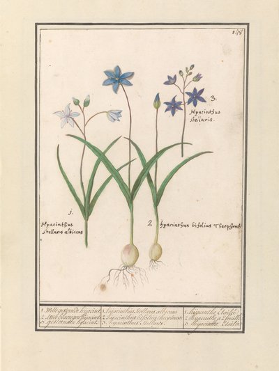 Sterhyacint (Scilla) 1. Witte tréfás volt tegnap. 2. Twee blaerigen hijacint. 3. Tegnap eltérítettek. / 1. Hyacinthus Stellaris albicans 2. Hyacinthus bifolius Theophrastus 3. Hyacinthus Stellaris. / 1. jácint Etoilée 2. jácint a 2 feuille 3 hijac alkotó: Anselmus Boëtius de Boodt