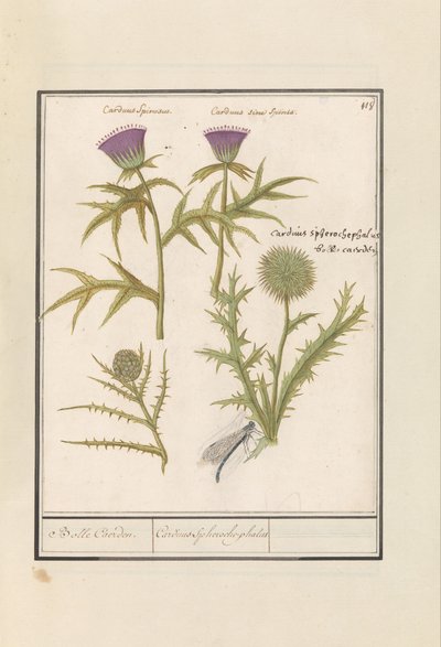 Bogáncs (Carduus) és articsóka (Cynara cardunculus) Distel (Bogáncs) en artisjok (Cynara cardunculus) Boll Caerden / Cardius Spheroche-phalus (cím a tárgyon) alkotó: Anselmus Boëtius de Boodt