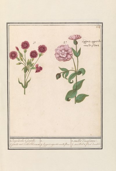 Két szegfű (Dianthus) 1. Angol Gentille. 2. kockavirágú jenelle / 1. 2. Lygnis agrestis multiflora. / 1. oeuillet d
