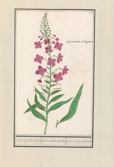 Tűzfű (Chamerion angustifolium) Ismét a zsidók Kruyt. / lysimachia sequilosa / Souci d