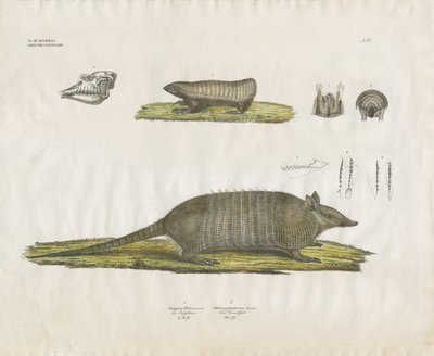 Garmadillók koponyával és fogazattal (kézzel színezett litográfia) alkotó: Anstalt Arnz & Co.