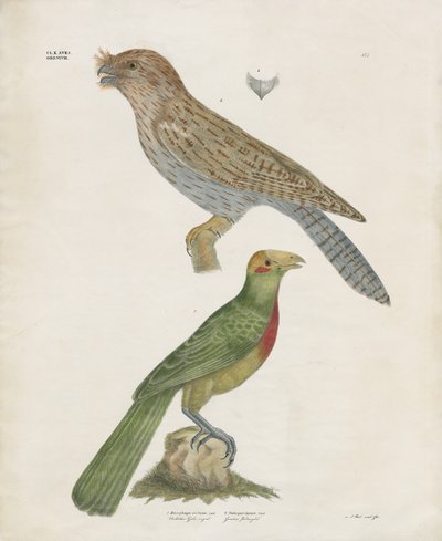Barbet és Roller (kézzel színezett litográfia) alkotó: Anstalt Arnz & Co.